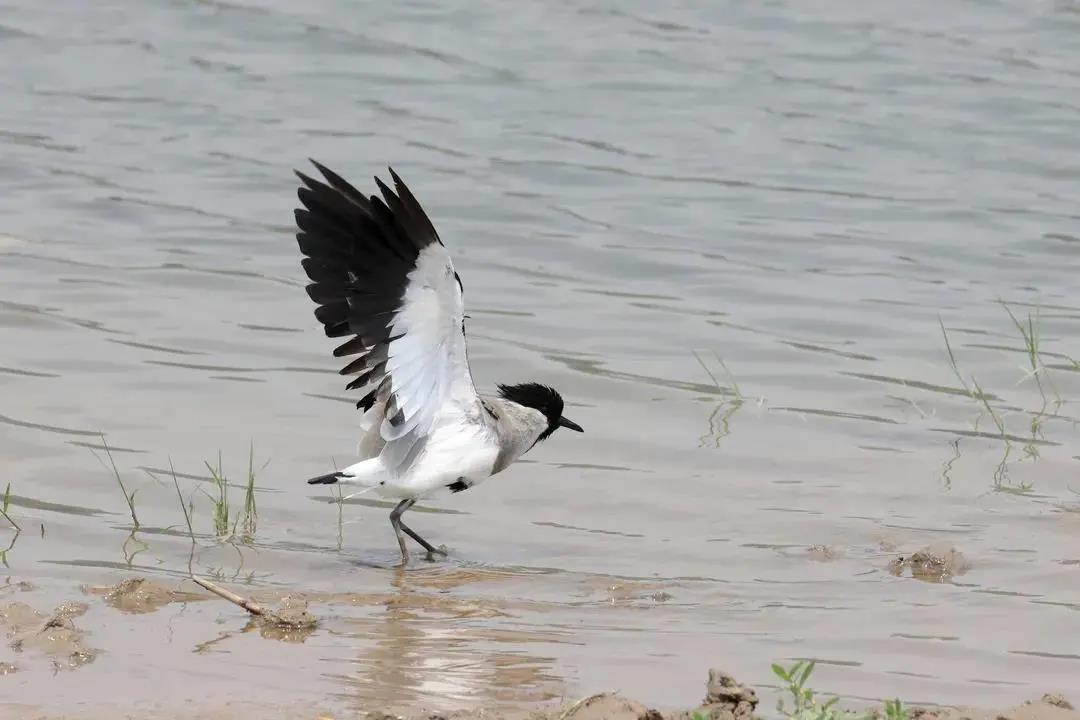 1a2e9c9ec1f271b1ef11c61316683e23.jpg 距翅麥雞.jpg