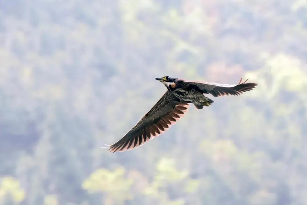 e72eb69ed415c955589fb731fcc8a6e7.jpg 海南虎斑鳽.jpg