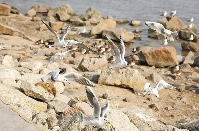 深圳迎來觀鳥賞魚最佳季節(jié)！