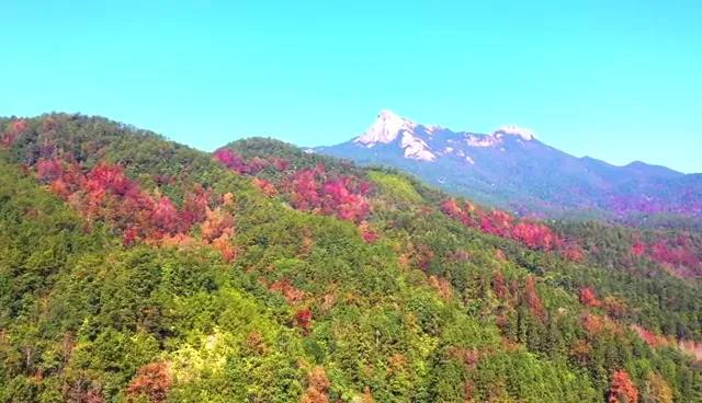 又見新豐紅葉紅！一起走進(jìn)&ldquo;嶺南紅葉之鄉(xiāng)&rdquo;