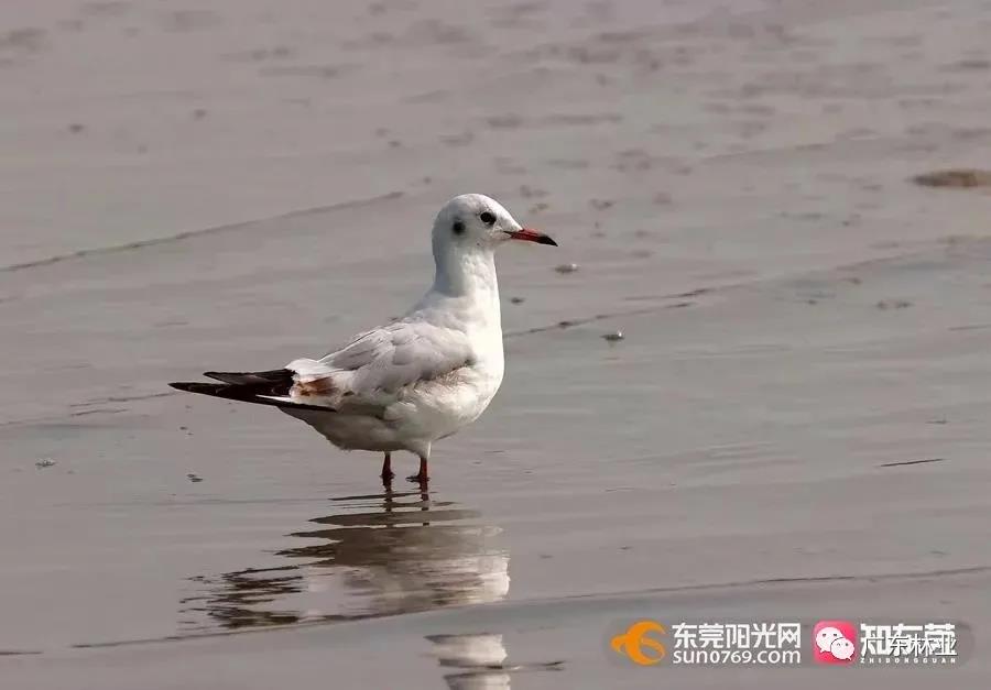 視頻直擊！大批候鳥飛臨東莞！