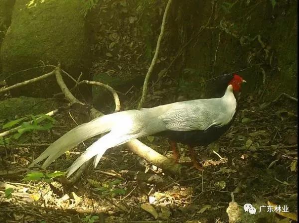 小靈貓、豹貓等&ldquo;國保&rdquo;動物現(xiàn)身東源康禾保護區(qū)！