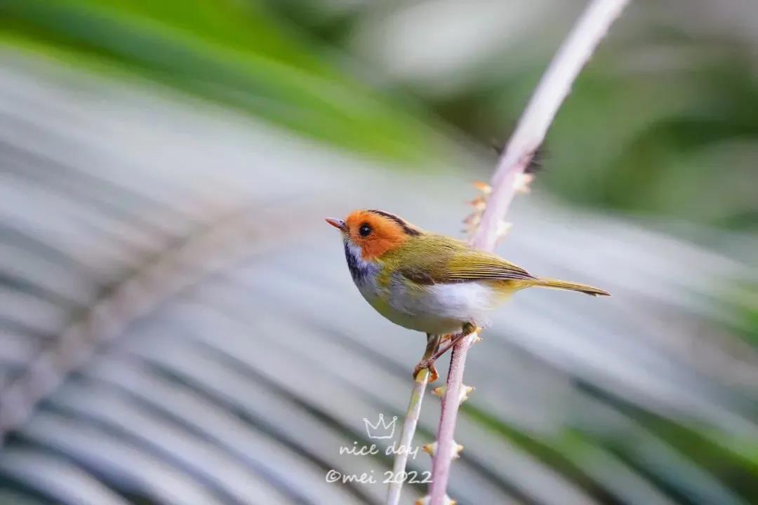 新萌鳥出沒！肇慶這里首次發(fā)現(xiàn)&hellip;&hellip;