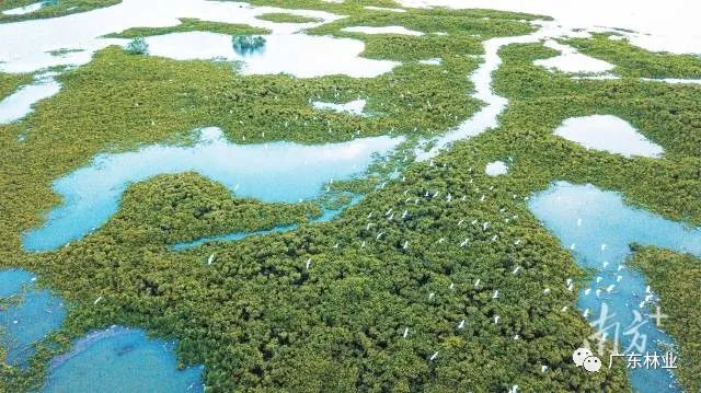 大氣磅礴！湛江紅樹林亮相央視《新聞聯(lián)播》