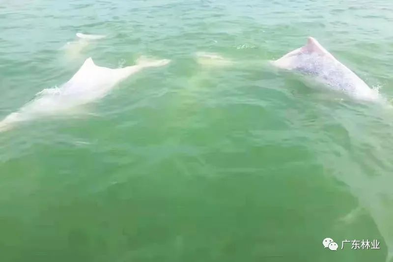 好運來！30只中華白海豚結(jié)隊暢游廣東雷州灣