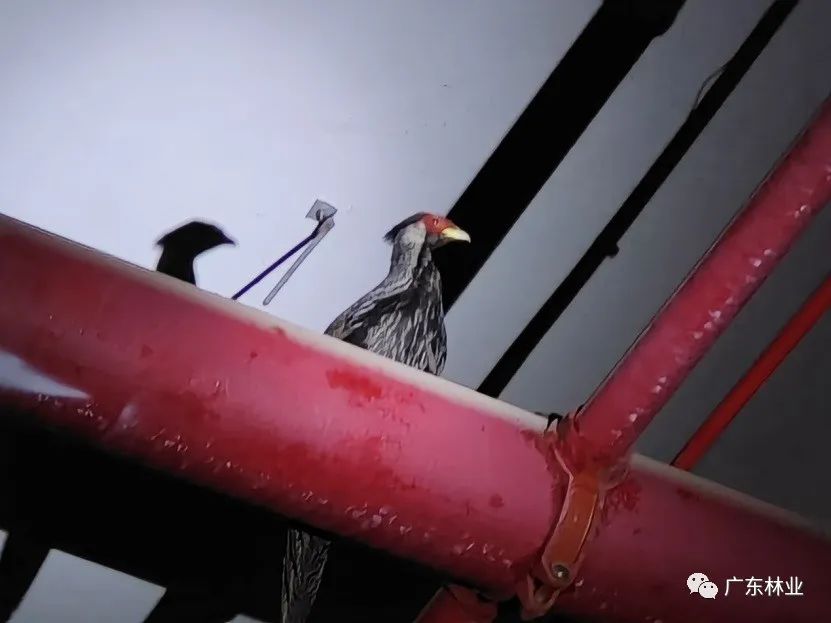 &ldquo;省鳥&rdquo;白鷴誤闖廣州地鐵！歷經(jīng)14小時成功解救