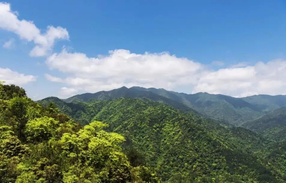 視頻曝光！小靈貓首次現(xiàn)身車八嶺