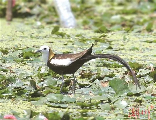 驚喜！&ldquo;水鳳凰&rdquo;飛臨潮州！